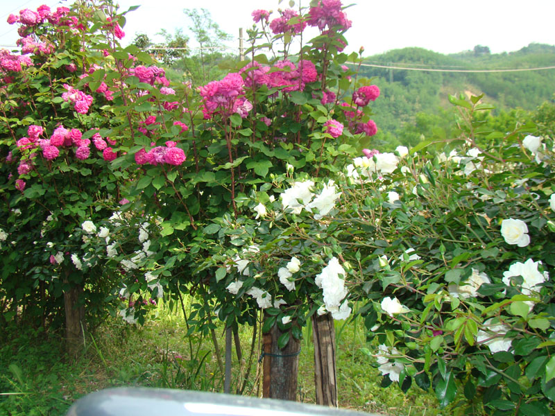 DSC02071