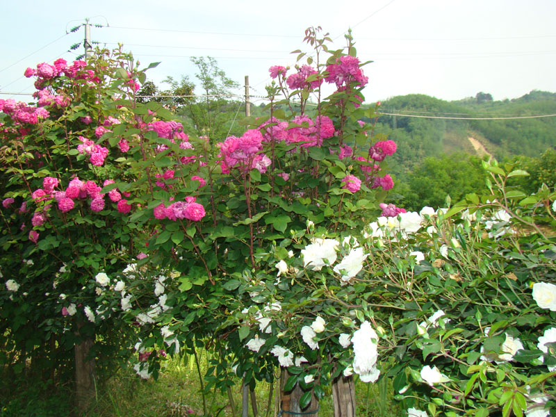 DSC02072