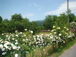 DSC02238