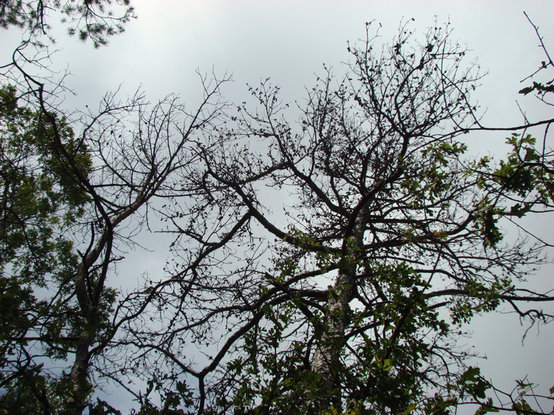 DSC00276