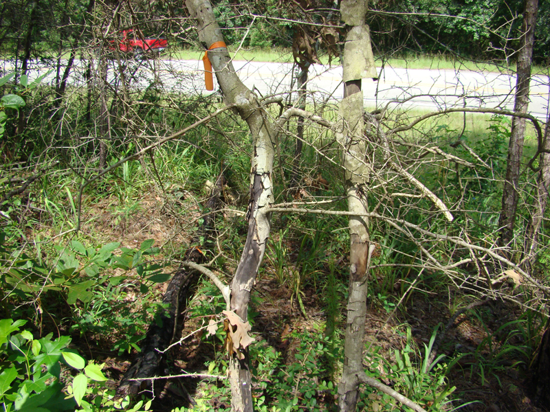 DSC00279