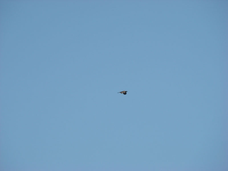 DSC06717