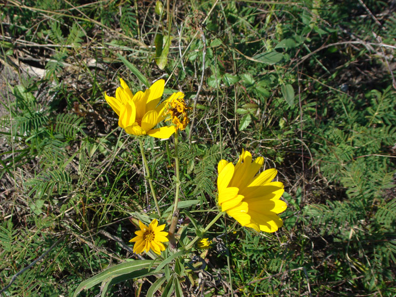DSC06777