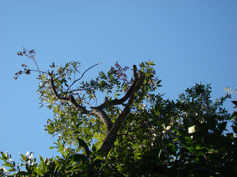 DSC06864
