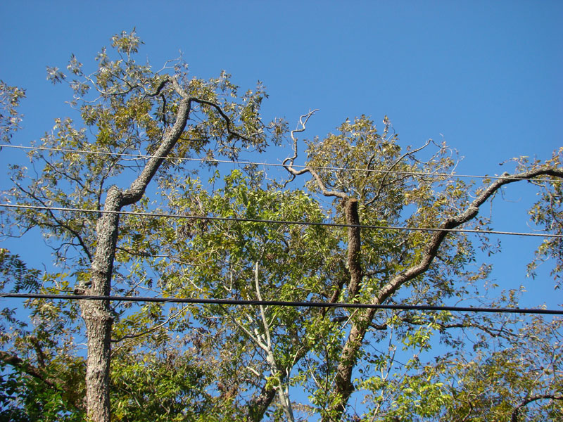 DSC06879