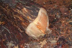 IMG_1100