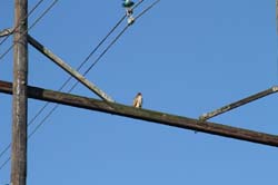 IMG_1462