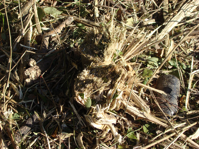 DSC07860