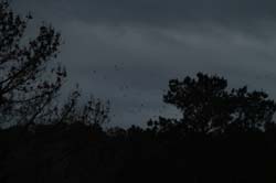 IMG_0889