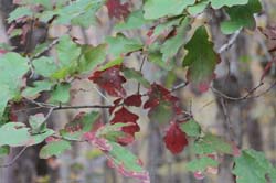 IMG_0912
