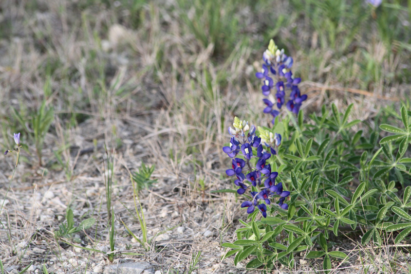 IMG_0001