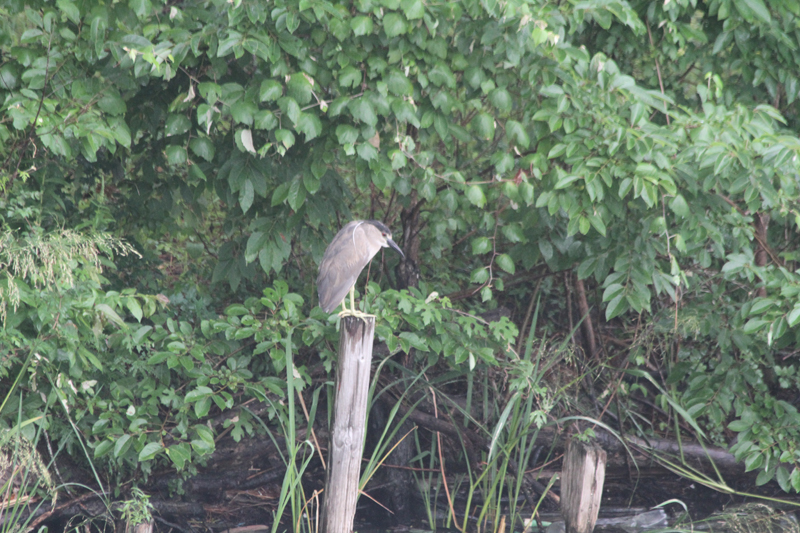 IMG_0627