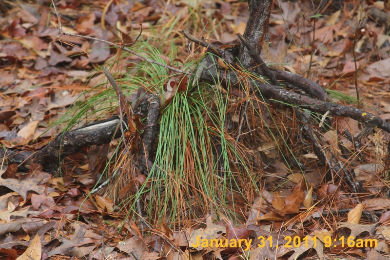 IMG_4337