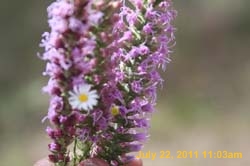IMG_3311