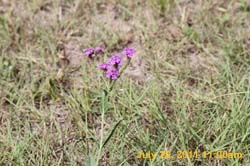 IMG_3464