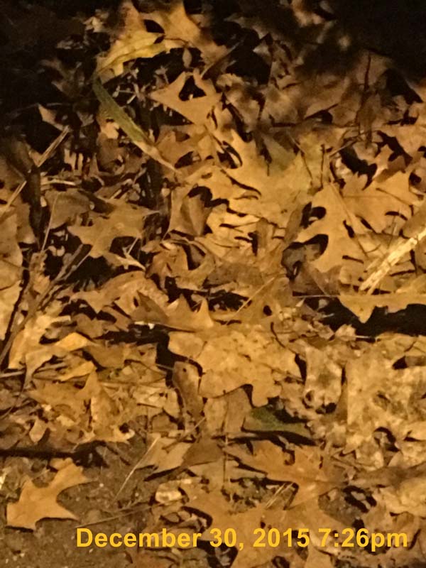 IMG_0913