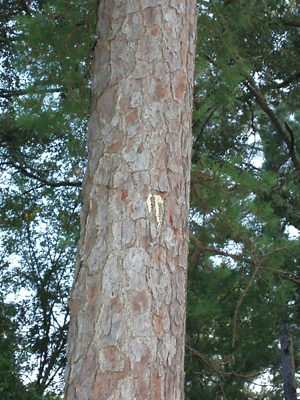 P7010178