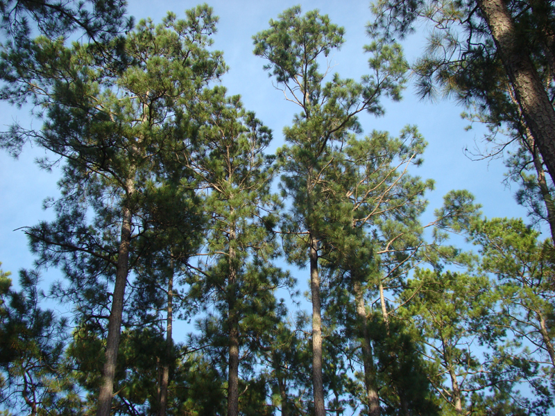 DSC04094