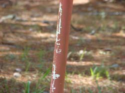 DSC05555