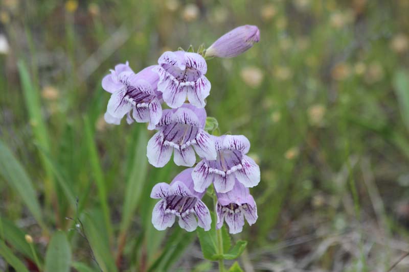 IMG_2123